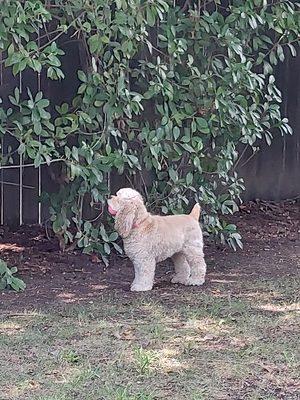 Charlie loves to play fetch...until she sees a squirrel.