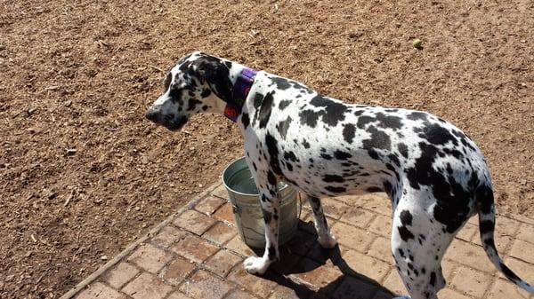 3 great Danes enjoying the park.