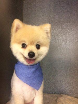 K9 Club always provides great haircuts for our Pomeranians. The staff is very friendly. We been a client for 3 years.