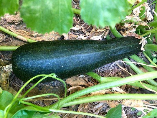 ACE-Squash seeds, nursed in ACE-seedling boxes, and nourished with ACE-Miracle-Gro.  Delicious!