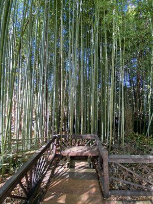 Bamboo