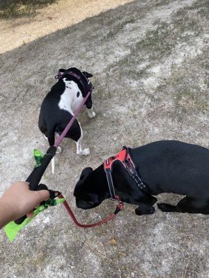 Happy pups!