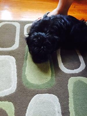 Stogie the Havanese relaxing after his vaccine appointment