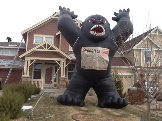 Here is Grady our Gorilla looking over another roof replacement in Castlerock.