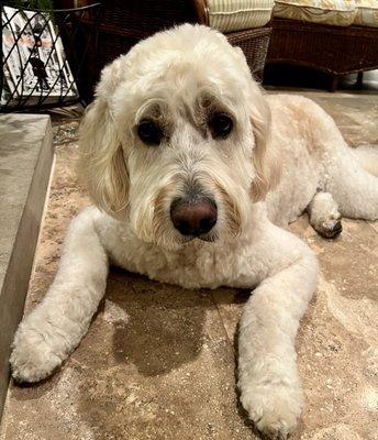 Buck loves his spa day at Belmont Pet Resort!