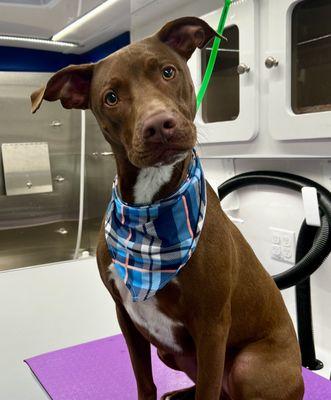 Curious Fella Full of Energy - Mobile dog grooming