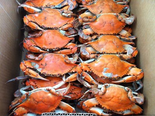 Nice looking Crabs