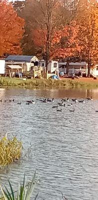 Ducks in the lake