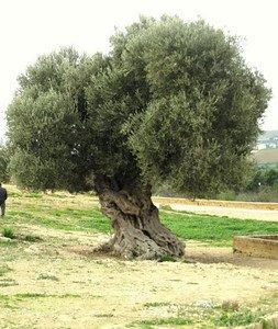 olive tree