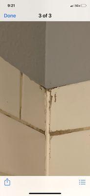 Mold and mildew in shower