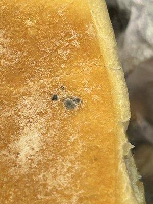 Mold on the Bread.