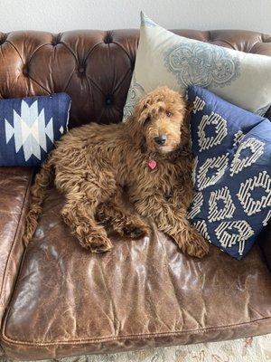 Henry happily NOT CHEWING the pillows.