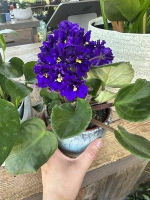 African violet, not sure which variety but it has ruffled petals.