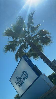 "Flavors" sign with beautiful palm tree and California sunshine