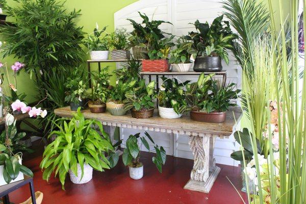 Flowermart Florist always offers a rotating plant selection.