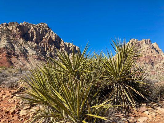 Overlook loop trail