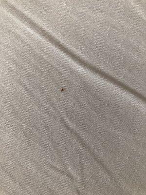 This is definitely a bed bug.