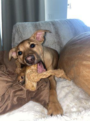 canophera natural coffee wood and coconut rope toy