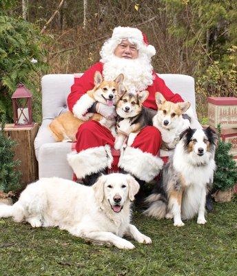 Our annual Christmas photo.
  Getting the pack to pose takes skill