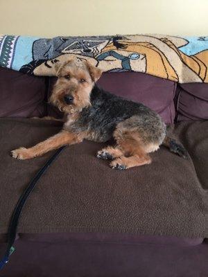 Toby, Welsh Terrier