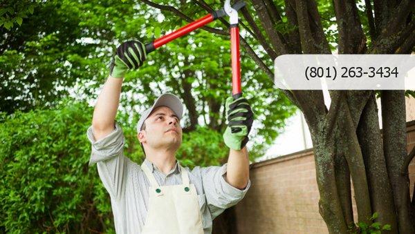 Tree Trimming