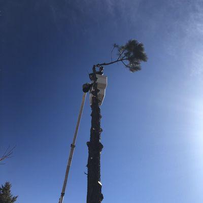 A-Class Tree Service