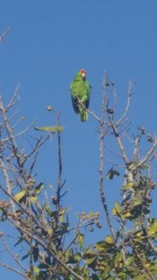 local birds of the neighborhood