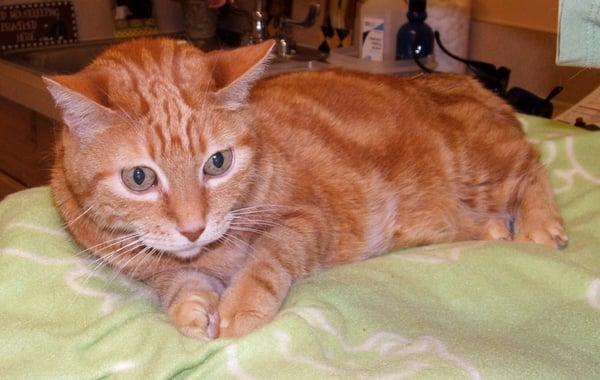 Clancy during an acupuncture session for arthritis and kidney disease