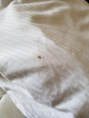 Blood on the pillow