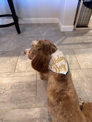 Sherlock fresh from The Pet Groomer to his Puppy  Birthday    party .