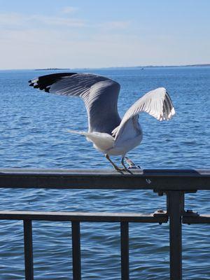 Seagulls from right off the parking lot on the Kohl's side