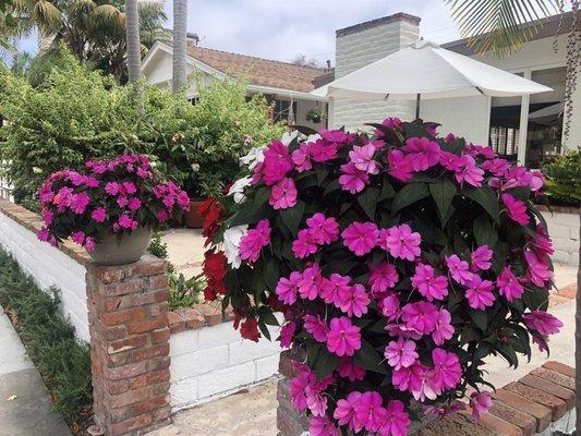 Color - impatiens