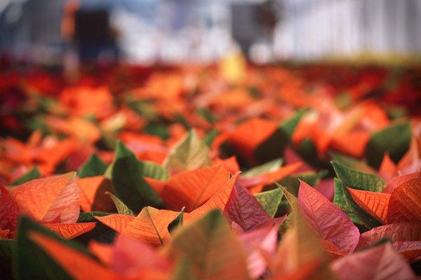 Christmas Poinsettias