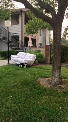 This kitty found a couch