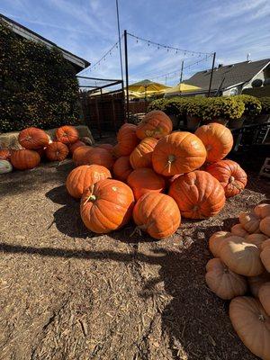 Super large pumpkins