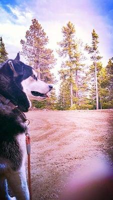 Denver Dog Hikes, LLC