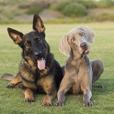 Bootcamp graduates, Gunner & Briley, showing off a nice side by side down stay. Photo credit: Allison Shamrell Photography