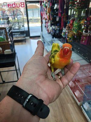 Bellos Lovebird