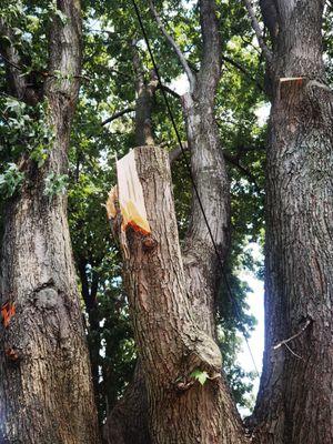 How they trimmed the tree.