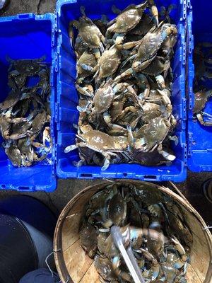 Blue Crabs