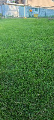 My grass is beautiful it's like walking  on carpet  the service really  works also the misquote control works great