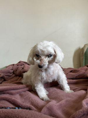 Coco showing off her new trim