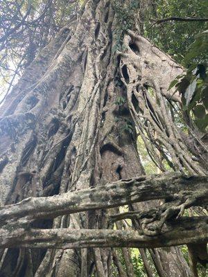 Strangler Fig