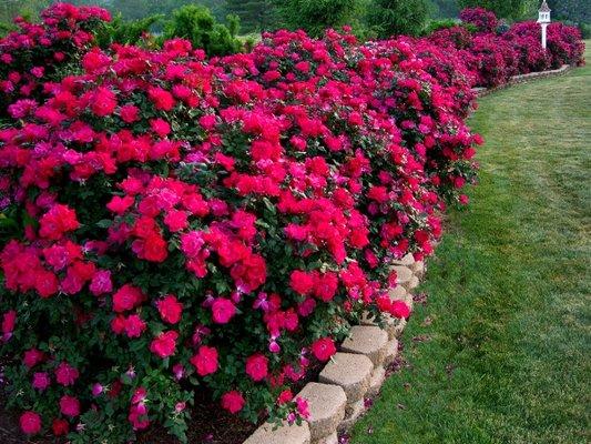 gorgeous flower bushes with pavers