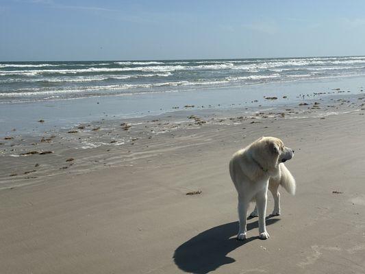 Clean, happy dog