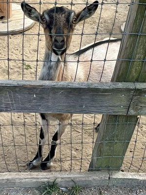 Great Brook Farm is a 1000 acre state park with tours of the dairy farm with ice cream lots of outdoor activities including hiking $3.00