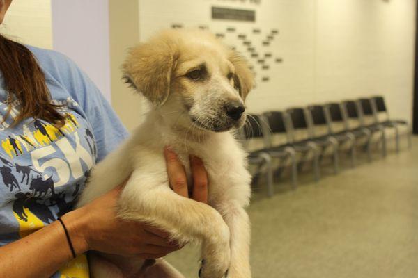 Checking in clients at Robinson's Rescue