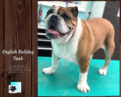 English Bulldog, Tank