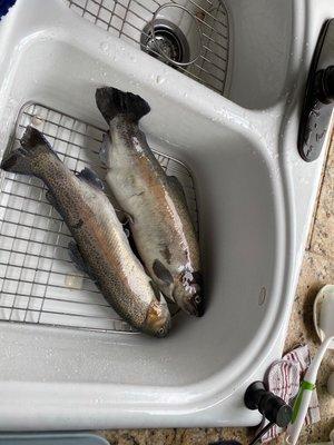 Rainbow trout , we kept two for dinner!!