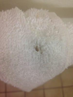 Adult bed bug in the bathroom.